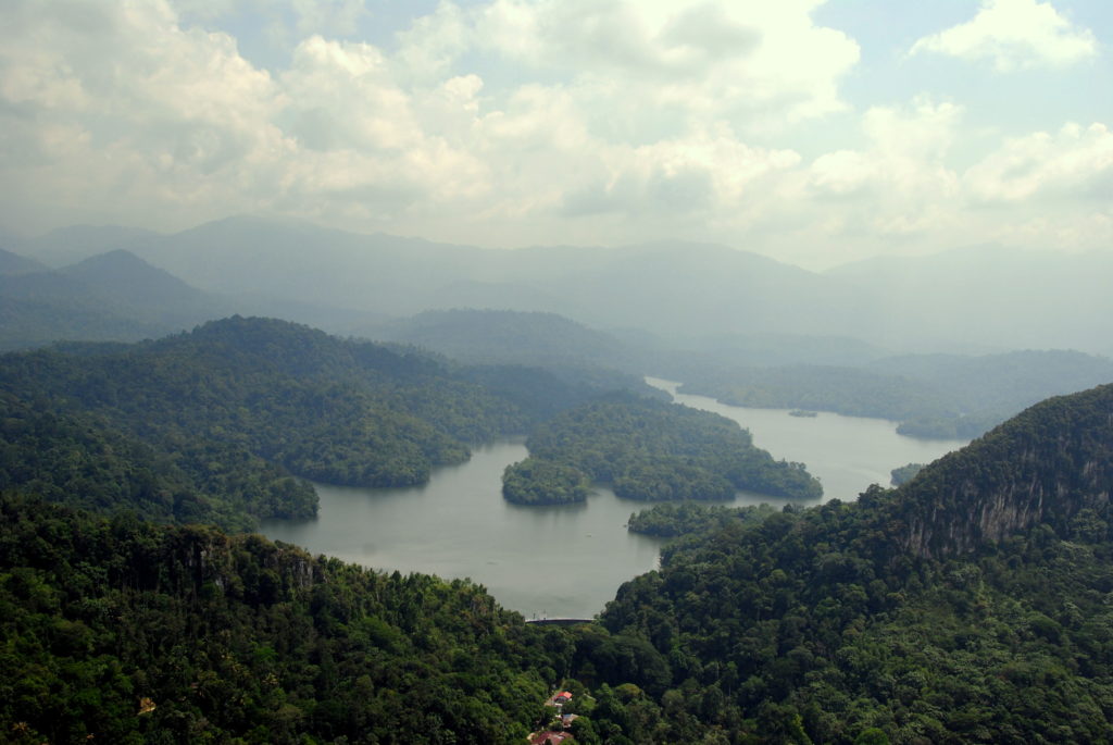 Malaysia Forest
